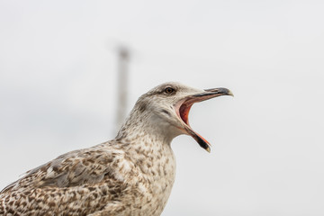 Obraz premium möwe im hafen