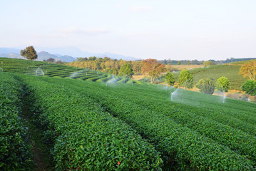 Fototapeta na wymiar tea plantations