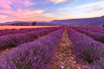 Naklejka na ściany i meble Beautiful landscape of lavender fields at sunset near Sault