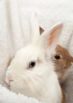 two white and ginger fluffy rabbits