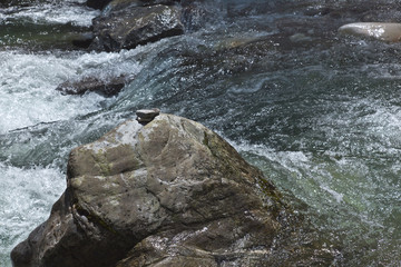 Bergbach mit kleinem Wasserfall