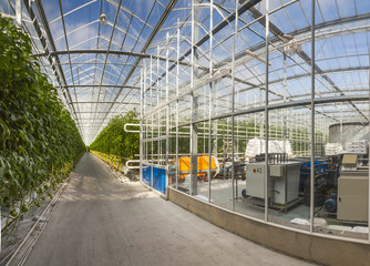 Greenhouse tomato

