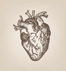 Human Heart Hand Sketch Style in sepia tone. Vintage Editable Clip Art.
