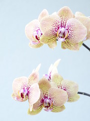 Orchideenrispen