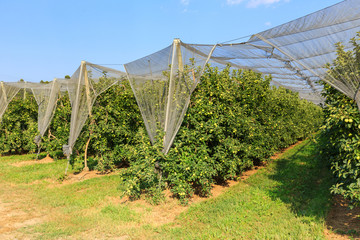 Fresh ripe green apples on tree