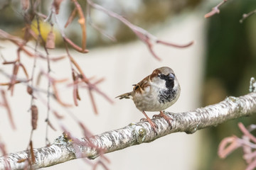 Close up view of house sparrow
