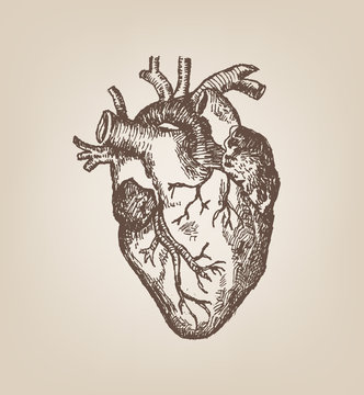 Human Heart Hand Sketch Style in sepia tone. Vintage Editable Clip Art.
