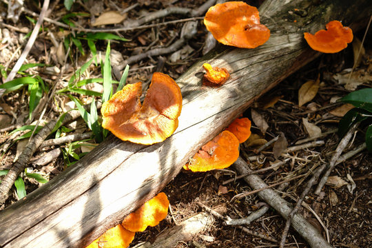 Oranges moshroom
