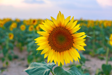 Fototapeta premium Sunflower field