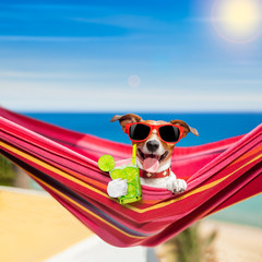 dog on hammock in summer