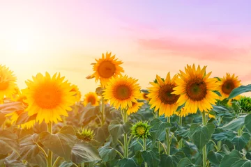 Fensteraufkleber Sonnenblume Sonnenblumenfeld