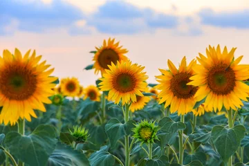 Poster de jardin Tournesol Sunflower field