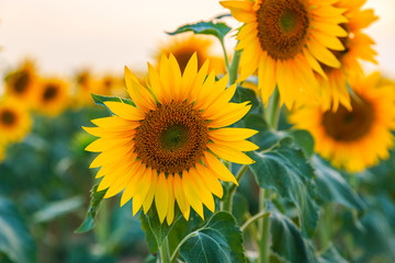 Sunflower field