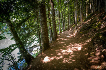 Hiking parh in the old forest.