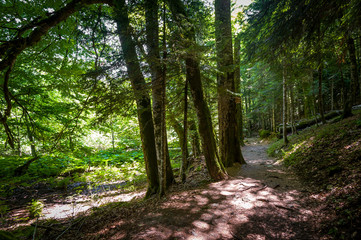 Green forest of Biogradsa gora national park