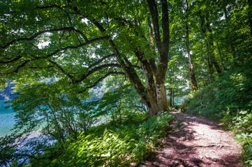 Fototapeta na wymiar Beautiful tree in the hiking paths of Biogradsko lake shore