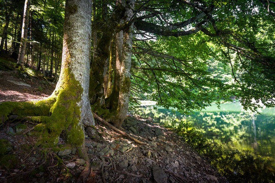 Old trees in the lake's shore. Virgin forests of Montenegro mountains