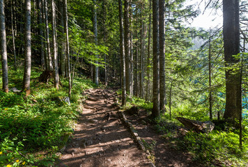 Hiking path in the beautiful forest of Black Lake