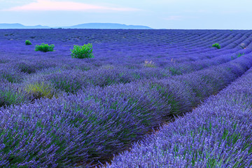 Fototapeta na wymiar Lavender bushes in long lines
