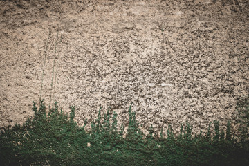 background texture: old wall with green color