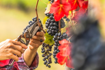 grape harvest 

