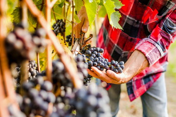 grape harvest 

