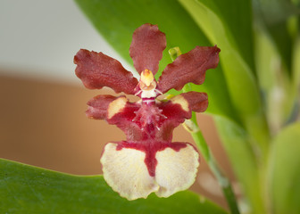 beautiful Purple Dendrobium orchid flowers