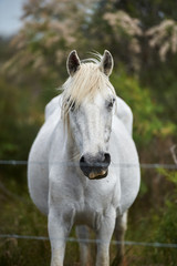 Obraz na płótnie Canvas Camargue horse in the reserve