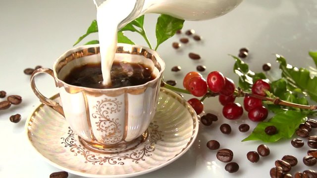 Red coffee beans on a branch of coffee tree. Coffee. Pouring milk into a cup of coffee.  Slow motion 240 fps.