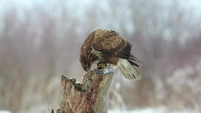 Common buzzard feeding himself on stam