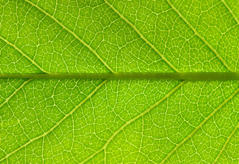  leaf texture