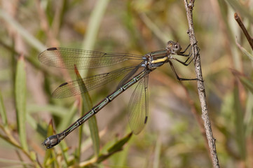 Great Spreadwing