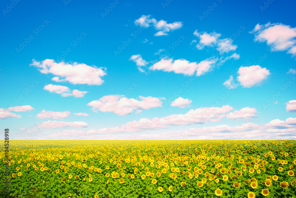 Wall mural field of sunflowers and blue sun sky