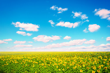 field of sunflowers and blue sun sky