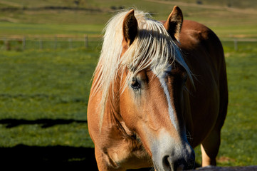 Obraz premium Brown saddled horse grazing in field.