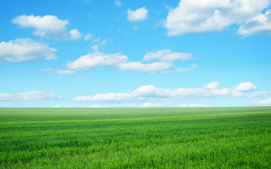 Obraz na płótnie Canvas Green field under blue sky
