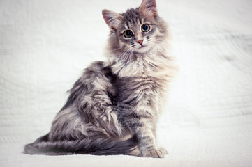 Lovely grey kitten sit on white cover