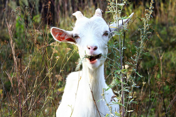 White goat chewing grass and looking at camera 