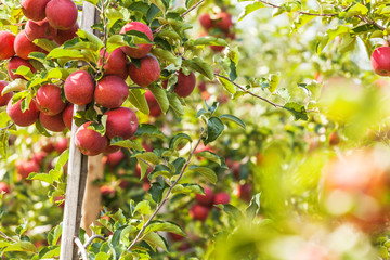 Set of apples on Lake Constance Germany
