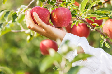 Set of apples on Lake Constance Germany
