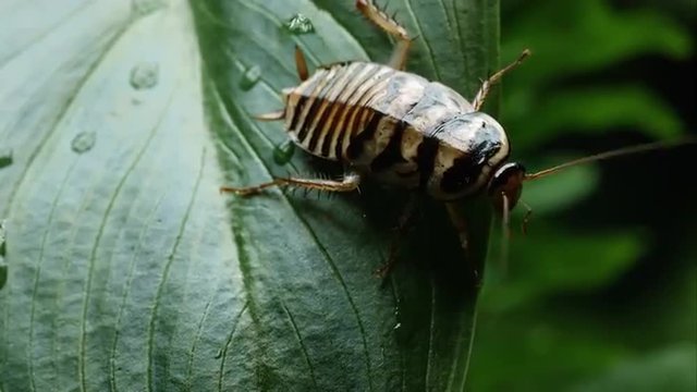 Orin's Cockroach jumping off a leaf.