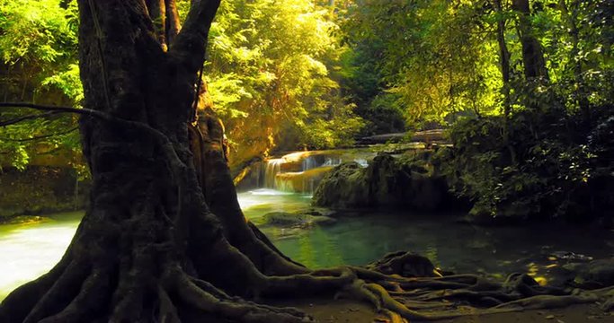 River stream in deep forest with sunlight through canopy leaves tranquil nature