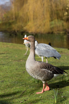 Greylag Goose, goose