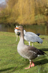 Greylag Goose, goose