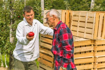 Set of apples on Lake Constance Germany

