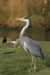 Grey Heron, Ardea cinerea - spring fight.