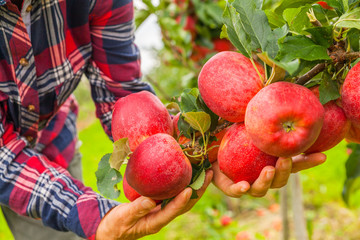 Set of apples on Lake Constance Germany

