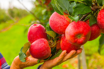 Set of apples on Lake Constance Germany
