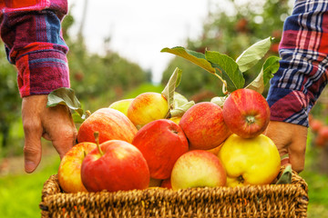 Set of apples on Lake Constance Germany
