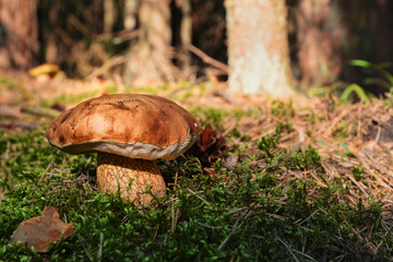 mushroom in the forest